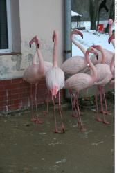 Whole Body Flamingos