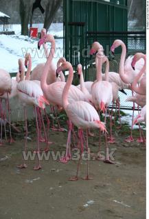 Flamingo II 0005
