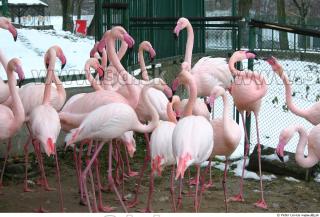 Flamingo II 0006
