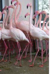 Whole Body Flamingos