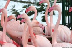 Upper Body Flamingos