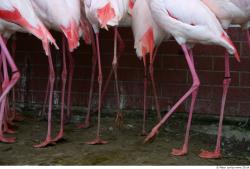 Leg Flamingos
