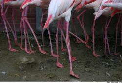 Leg Flamingos