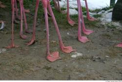 Flamingos II