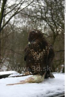 Buteo 0017