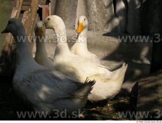 Duck 0015