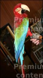 Parrot