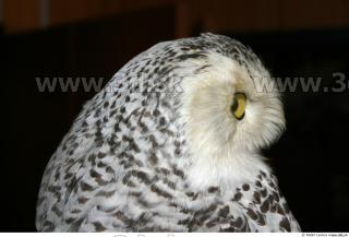 Owl 0023