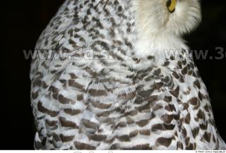 Owl 0024