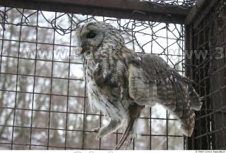 Owl 0038