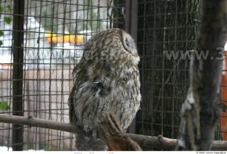 Owl 0039