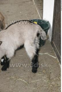 Goat 0034