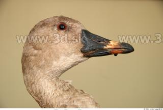 Goose 0005