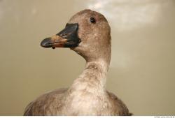 Head Goose