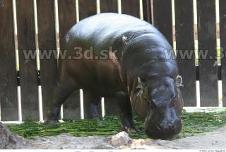 Hippopotamus 0002