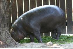 Whole Body Hippopotamus