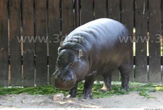 Hippopotamus 0006