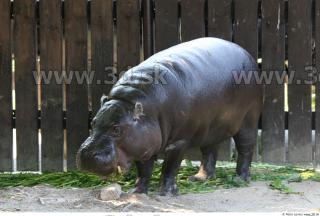 Hippopotamus 0007