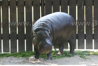 Hippopotamus 0008