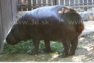 Hippopotamus 0015