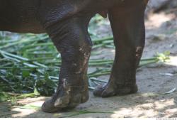 Leg Hippopotamus