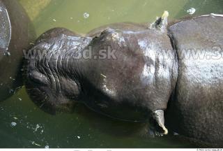 Hippopotamus 0018