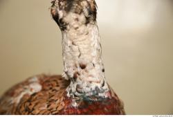 Neck Pheasant