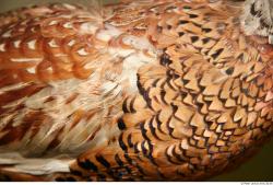 Arm Pheasant