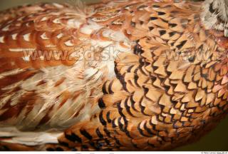 Pheasant 0008