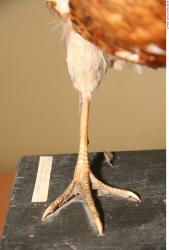Leg Pheasant