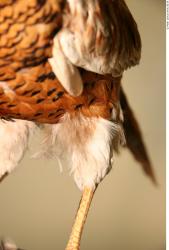 Thigh Pheasant