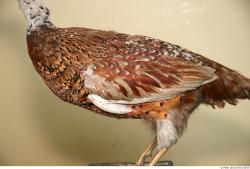 Upper Body Pheasant
