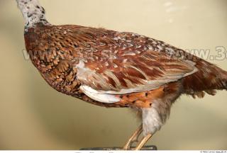 Pheasant 0015