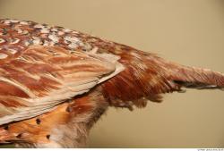 Back Pheasant