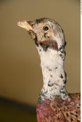 Head Pheasant