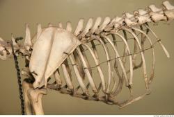 Skeleton 2 Chest Skeleton Dog