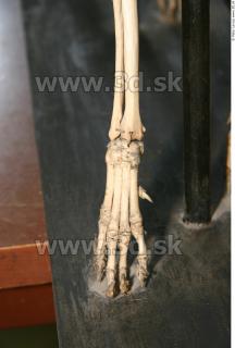 Skeleton II 0033