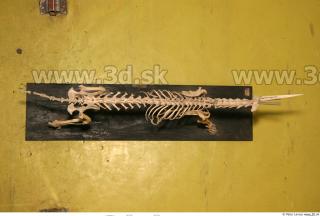 Skeleton II 0035