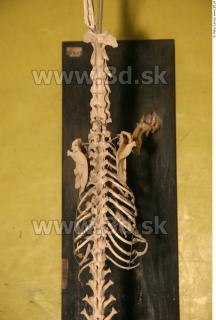 Skeleton II 0036