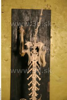 Skeleton II 0037