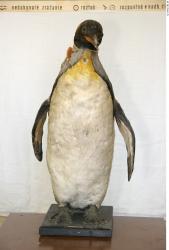 Whole Body Penguin