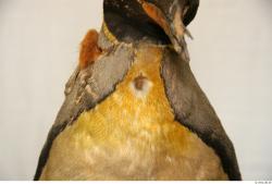 Neck Penguin
