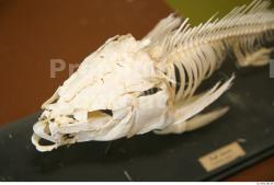 Skeleton Fish