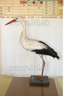 Stork