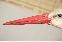 Nose Stork