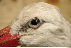 Eye Stork