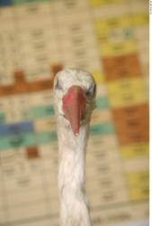 Head Stork