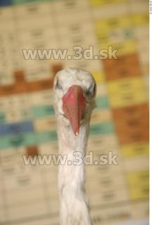 Stork