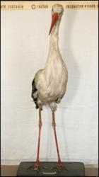 Stork