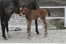 Whole Body Foal